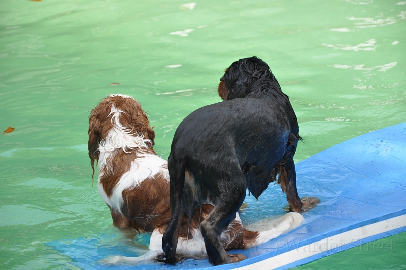 Sampson and Delilah Swimming 007.jpg